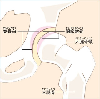 股関節の仕組み